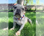 Small #2 French Bulldog