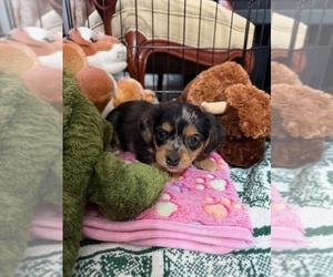 Corkie Litter for sale in MARTIN, GA, USA