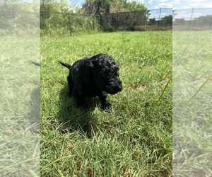 Medium Goldendoodle