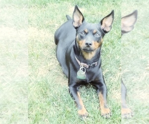 Mother of the Miniature Pinscher puppies born on 07/23/2019