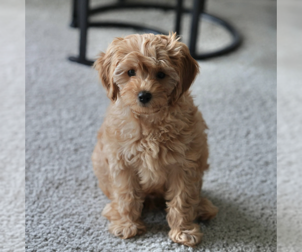 Medium Photo #6 Cavapoo Puppy For Sale in ROCKLEDGE, FL, USA