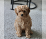 Small #5 Cavapoo