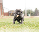 Small Photo #6 Cane Corso Puppy For Sale in MENTONE, IN, USA