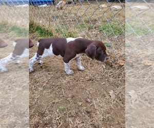 German Shorthaired Pointer Puppy for sale in FREDERICKTOWN, MO, USA
