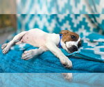 Small Photo #3 Beagle-Unknown Mix Puppy For Sale in Oakhurst, NJ, USA