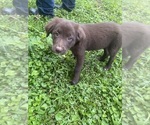 Small #9 Borador
