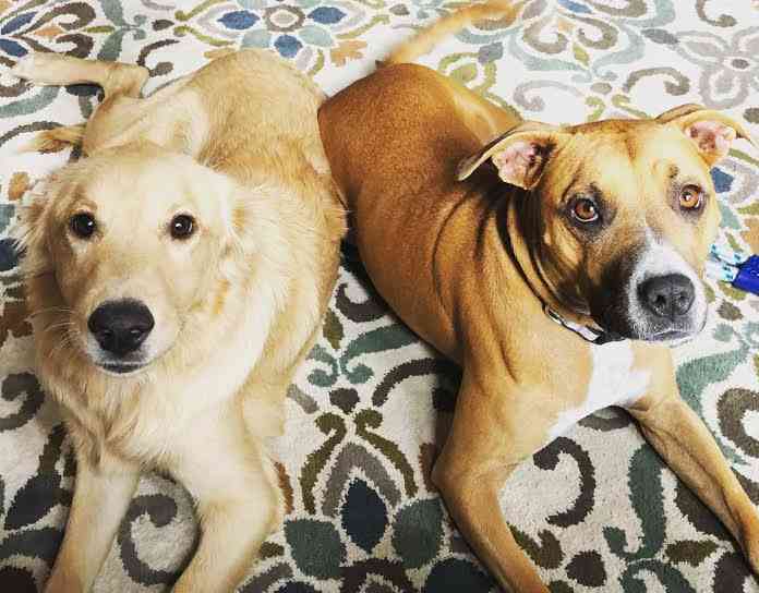 View Ad: Boxer-Golden Retriever Mix Dog for Adoption near ...