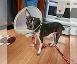 Small #2 Boston Terrier Mix
