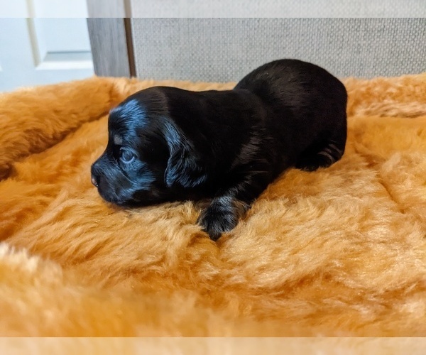 Medium Photo #4 Dachshund Puppy For Sale in SWEET HOME, OR, USA