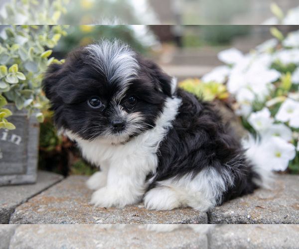 Medium Photo #3 Shiranian Puppy For Sale in MIDDLEBURY, IN, USA