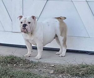 Bulldog Puppy for sale in DERBY, KS, USA