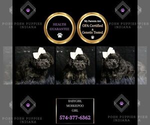 Morkie-Poodle (Miniature) Mix Puppy for sale in WARSAW, IN, USA