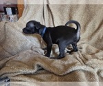 Small Photo #11 Chug Puppy For Sale in HILLSDALE, MI, USA