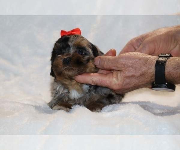 Medium Photo #7 ShihPoo Puppy For Sale in DYERSBURG, TN, USA