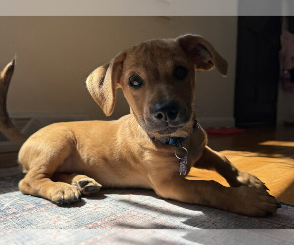 Medium Photo #2 Mutt Puppy For Sale in Oak Bluffs, MA, USA