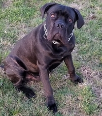 Father of the Cane Corso puppies born on 10/17/2018