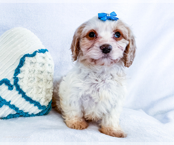 Medium Photo #2 Cavapoo (Miniature) Puppy For Sale in WAKARUSA, IN, USA