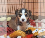 Small #2 Border Terrier Mix
