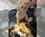 Puppy Sprinkles Olde English Bulldogge
