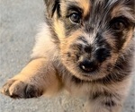 Puppy Nala Aussiedoodle-German Shepherd Dog Mix