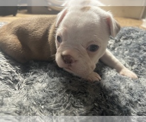 Boston Terrier Puppy for Sale in WINTER HAVEN, Florida USA