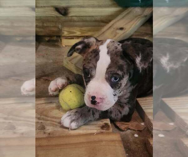 Medium Photo #2 Mutt Puppy For Sale in Candler, NC, USA