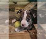 Small #1 Mutt