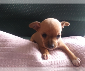 Chipin Puppy for sale in KALAMAZOO, MI, USA