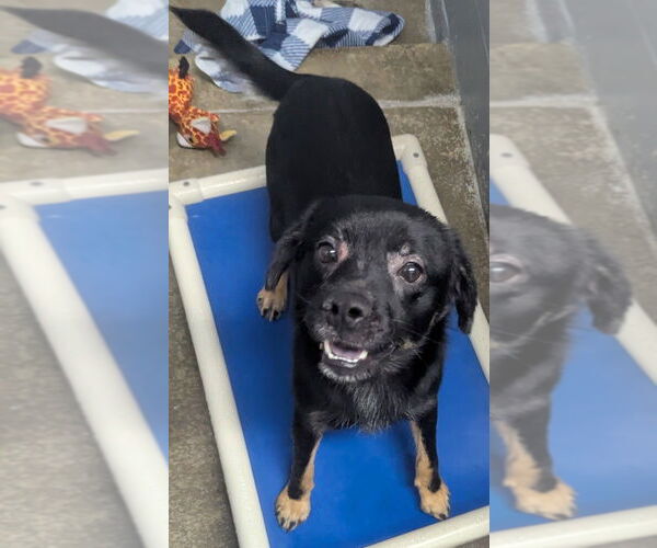 Medium Photo #1 Beagle-Unknown Mix Puppy For Sale in Evansville, IN, USA