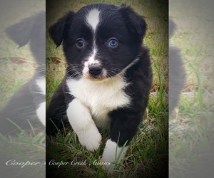 Miniature Australian Shepherd Puppy for sale in SMITHVILLE, AR, USA