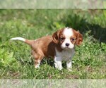 Small Photo #3 Cavalier King Charles Spaniel Puppy For Sale in BLUFORD, IL, USA