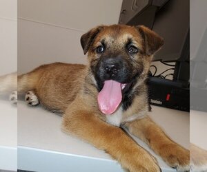 Charlotte (Pup 3 PINK) - Female Huskies -Unknown Mix Dog for Adoption - Photo #3