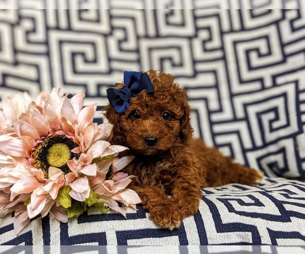 Medium Photo #8 Poodle (Toy) Puppy For Sale in GLEN ROCK, PA, USA