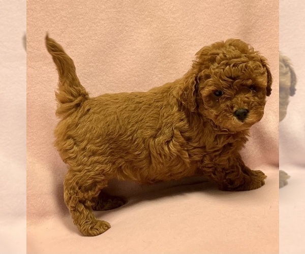 Medium Photo #1 Shih-Poo Puppy For Sale in DUNDEE, OH, USA