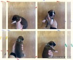 Puppy Sprinkles Boxer
