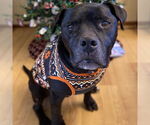 Small #36 American Pit Bull Terrier