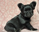 Image preview for Ad Listing. Nickname: Jasmine