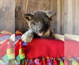 Akita Puppy for Sale in LANCASTER, Pennsylvania USA