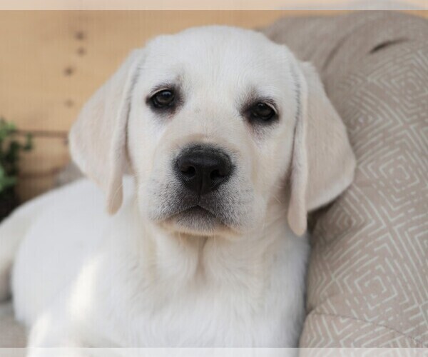 Medium Photo #10 Labrador Retriever Puppy For Sale in SYRACUSE, IN, USA