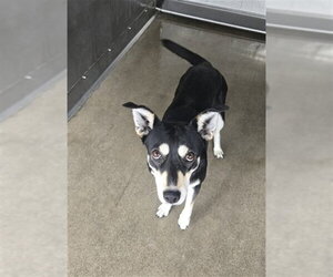 German Shepherd Dog-Unknown Mix Dogs for adoption in San Bernardino, CA, USA