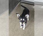Small German Shepherd Dog Mix