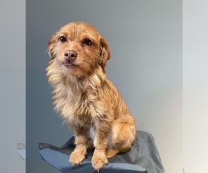 Schweenie Dog for Adoption in MAHWAH, New Jersey USA