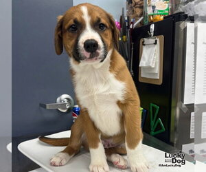 Myers - Male Mutt Dog for Adoption - Photo #4