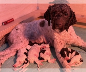 Mother of the Lagotto Romagnolo puppies born on 02/20/2024