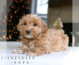 Goldendoodle (Miniature) Puppy for sale in NARVON, PA, USA