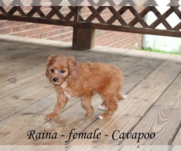 Medium Photo #3 Cavapoo Puppy For Sale in CLARKRANGE, TN, USA