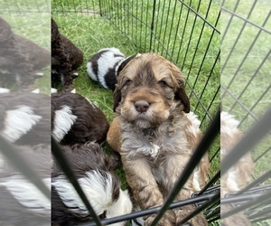 English Springer Spaniel-Saint Berdoodle Mix Puppy for Sale in OLYMPIA, Washington USA