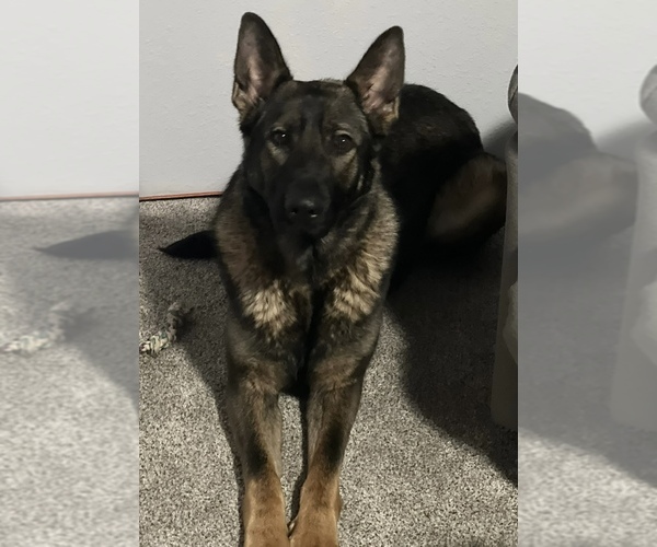 Medium Photo #1 German Shepherd Dog Puppy For Sale in FRUITLAND, WA, USA