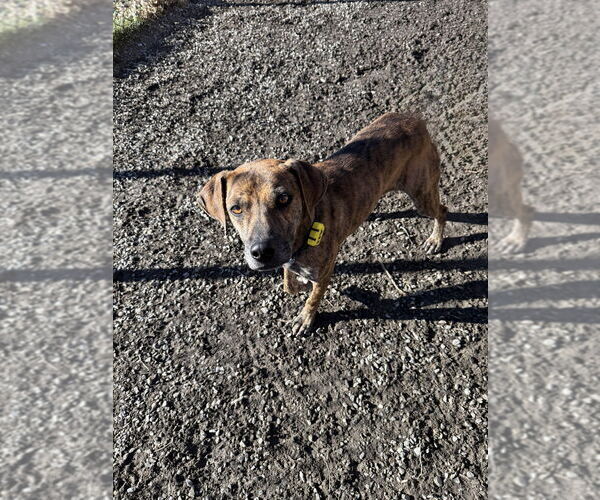 Medium Photo #6 Mutt Puppy For Sale in Elmsford, NY, USA