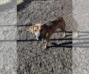 Ukulele - Male Mutt Dog for Adoption - Photo #6